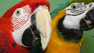 Воронежскому зоопарку передали спасённых в Геленджике попугаев ара