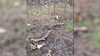 Останки животных обнаружили в воронежском ЖК «Озерки»
