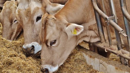Тестирование подтвердило отсутствие сибирской язвы у уцелевших коров на воронежской ферме