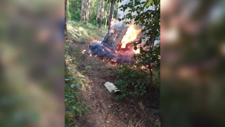 В Воронеже неизвестный взорвал собачью будку и устроил пожар в лесу