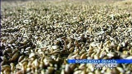 Первый миллион хлеба в Воронежской области намолотили