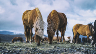 В России создадут программу по сохранению исчезающих диких животных