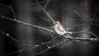 Дожди и туман спрогнозировали воронежские синоптики в выходные