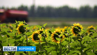 Воронежская область вошла в ТОП-3 регионов РФ по производству сельхозпродукции 