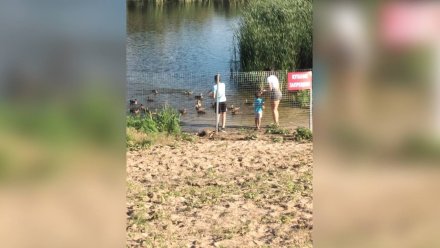 Жители воронежского райцентра возмутились закрытием утиного озера для отдыхающих