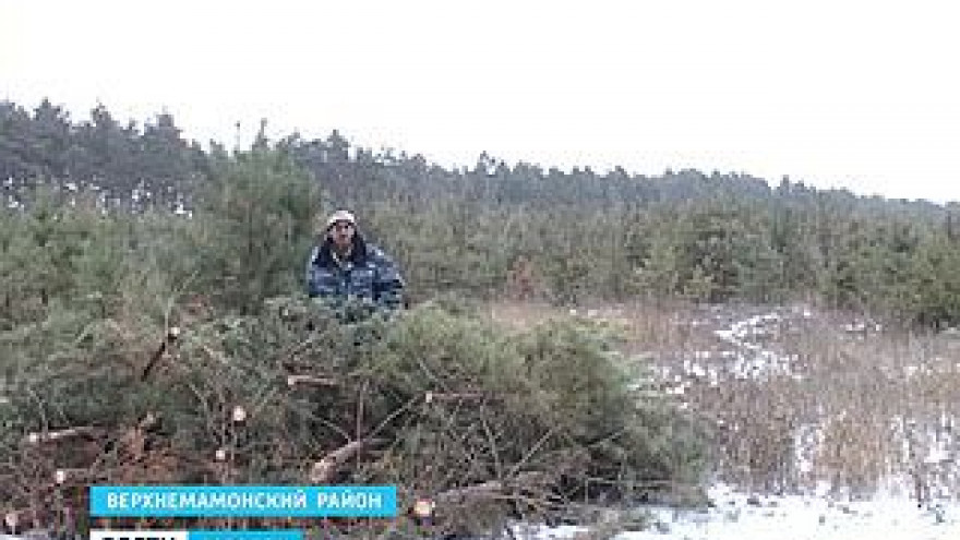 В Верхнем Мамоне приступили к заготовке ёлок