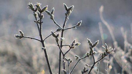 Воронежские синоптики пообещали заморозки в конце недели