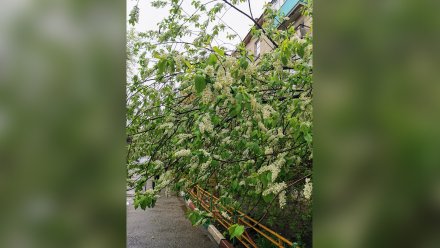 В центре Воронежа зацвела черёмуха