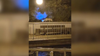 Воронежцы сняли на видео охоту лисы в Центральном парке