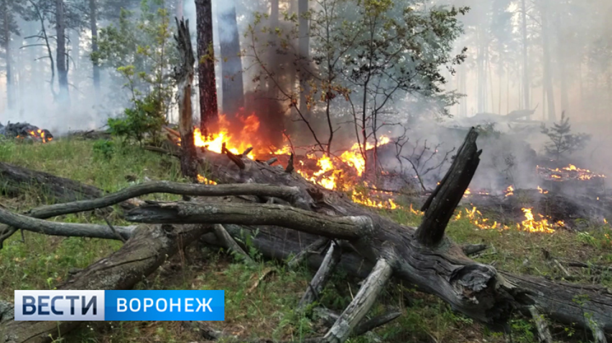 Версии причин пожара в Воронежском заповеднике – Новости Воронежа и  Воронежской области – Вести-Воронеж