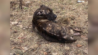 Воронежцы забили тревогу из-за издевательств живодёрки над собакой