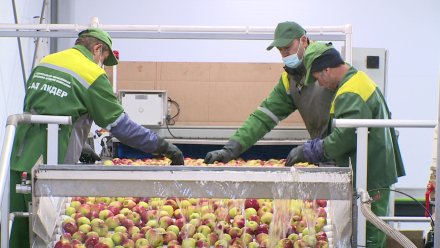 Воронежская область стала лидером в России по изготовлению органических продуктов питания