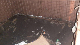 Воронежцы сообщили о нашествии крыс в новом ЖК в центре города