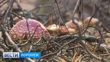 Для отравившейся грибами мамы 2 детей из Воронежа попросили сдать кровь