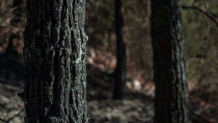 Труп повешенного мужчины нашли в воронежском лесу