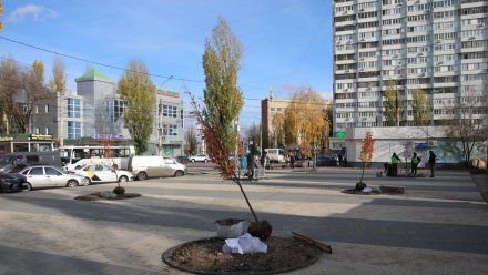 В Воронеже по поручению мэра продолжаются работы по озеленению