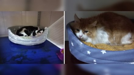 В Воронеже спасённым из жуткой квартиры с трупом котам начали искать новых хозяев