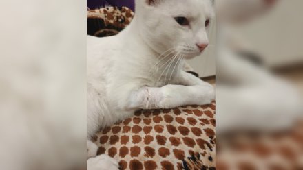 В Новой Усмани мужчина покалечил соседских котов скрытыми капканами