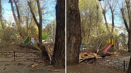 Дерево рухнуло на детскую площадку во дворе воронежской многоэтажки