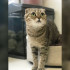 В Воронеже кошке с отрубленным хвостом начали искать хозяев
