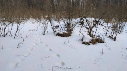 Волки начали охоту на бобров в Воронежском заповеднике