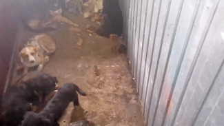 Прокуроры нагрянули в приют для собак после жалоб воронежцев на ужасные условия