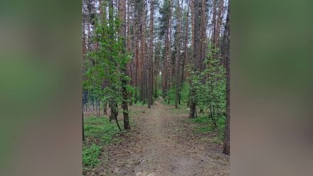 Активисты полили саженцы и навели порядок в воронежском Северном лесу
