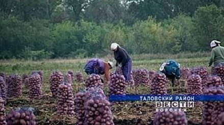 Жители Таловского района взялись за лопаты