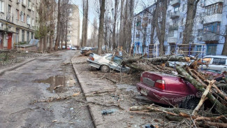 Число заявок на упавшие деревья в Воронеже выросло до 63