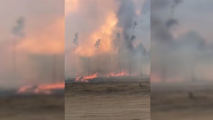 В Воронежской области вспыхнул третий за день крупный ландшафтный пожар