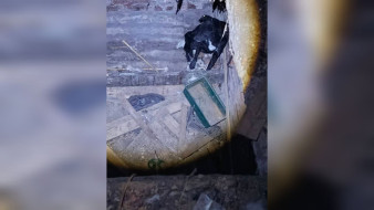 Собака провалилась в подвал заброшенного здания в Воронеже