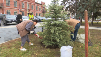 Воронежские депутаты высадили в сквере Куцыгина туи и ели
