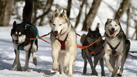 В воронежском Белом колодце откроется парк ездовых собак