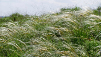 В Каменском районе появится новый природный заказник «Березовый яр»