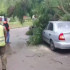 Воронежцы оставили 58 жалоб на рухнувшие деревья во время непогоды