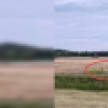 Стадо косуль заметили в воронежском Ямном