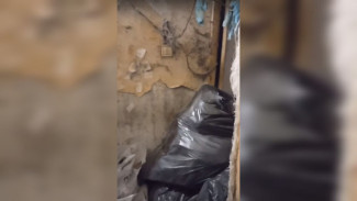Воронежцам показали жуткую квартиру, из которой спасли двух умирающих от голода котов