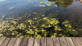 Мусор и водоросли заполонили воду возле пирса в воронежском «Дельфине»