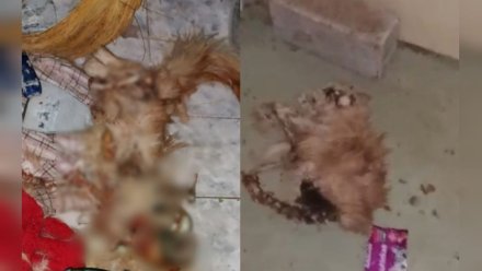 В Воронеже запертые в квартире коты начали есть друг друга ради выживания