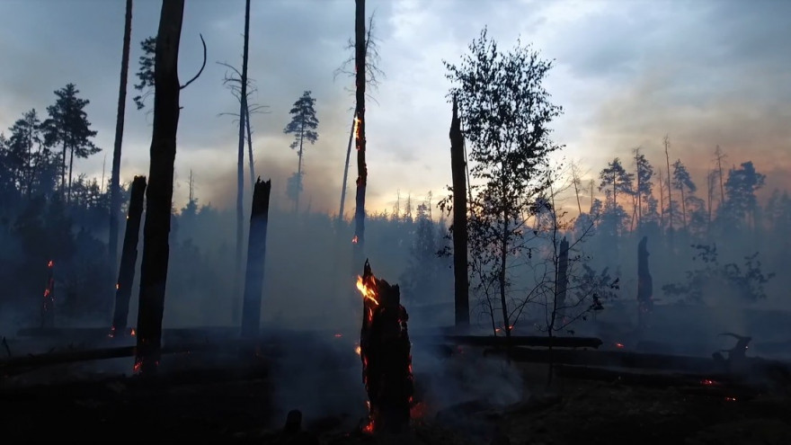 Последствия крупнейшего пожара в Воронежском заповеднике попали на видео
