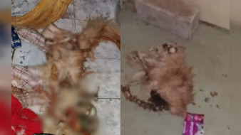 В Воронеже запертые в квартире коты начали есть друг друга ради выживания