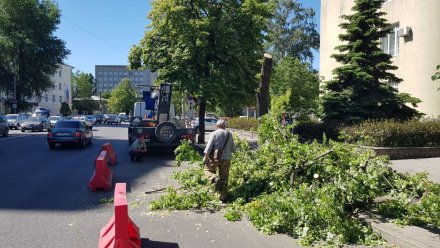 Воронежцы пожаловались на спиливание больших зелёных лип на проспекте Революции