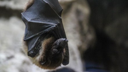 В пещере воронежского Дивногорья вдвое выросло число летучих мышей