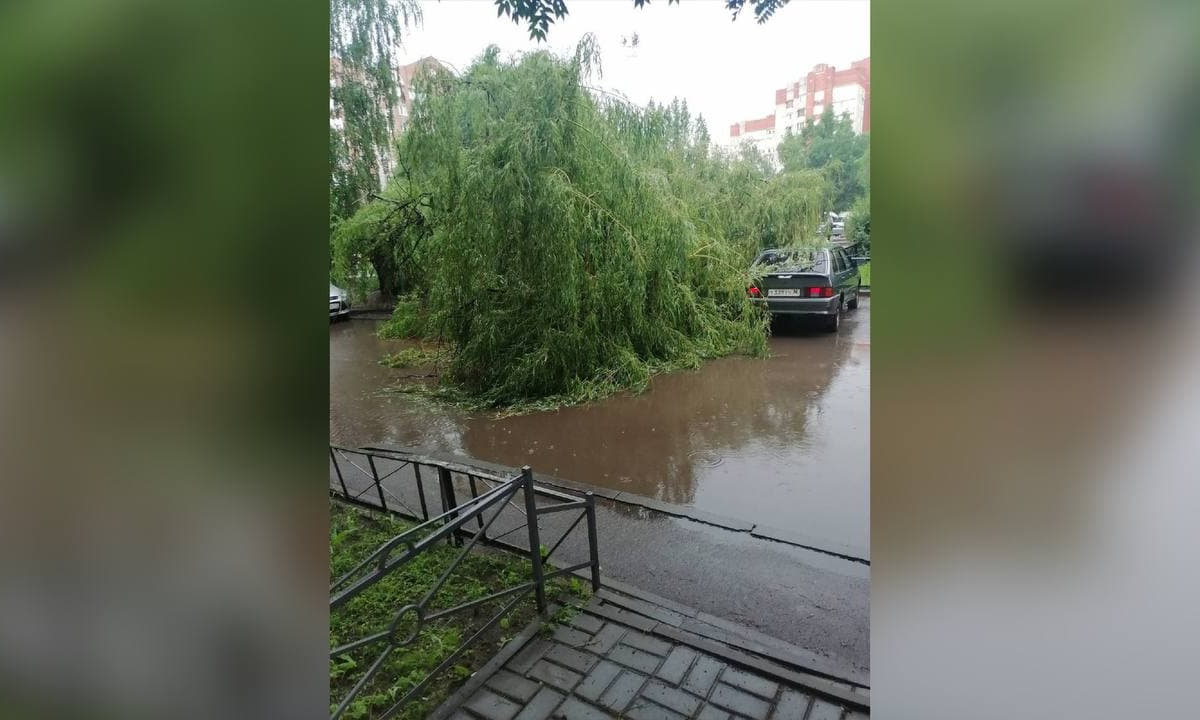 Упавшие после ливня деревья оборвали провода в Воронеже – Новости Воронежа  и Воронежской области – Вести Воронеж