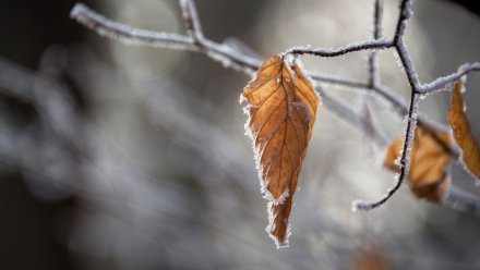 Потепление до +3 градусов придёт в Воронежскую область в последнюю неделю февраля