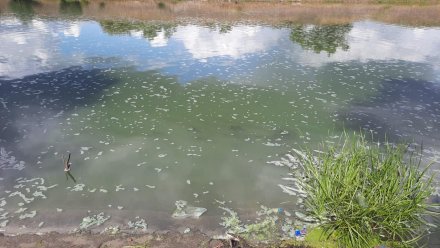 Позеленевшую воду в воронежском Шилово проверят после массовой гибели рыбы