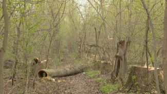 Ущерб от вырубки редких тополей под Воронежем оценили в 1,6 млн рублей