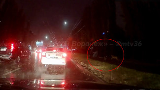 Бездомные собаки напали на воронежца рядом с Коминтерновским кладбищем