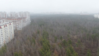 В Северном лесу Воронежа нашли около 7 тыс. изуродованных деревьев