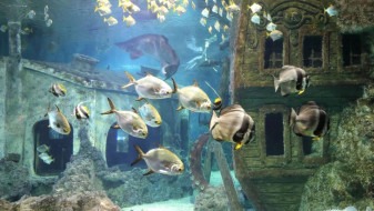 Воронежский океанариум поддержал акцию помощи зоопаркам Донбасса